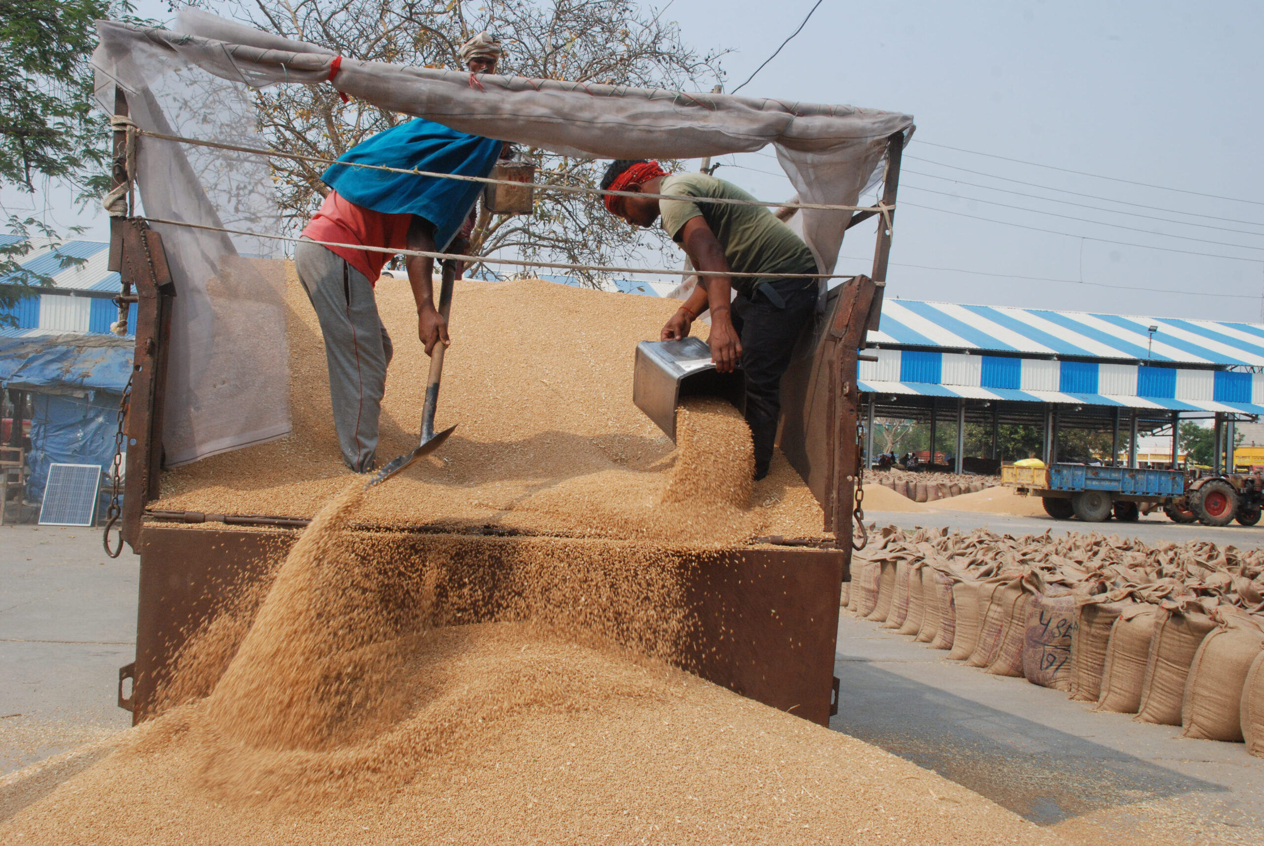 Wheat yield brings cheer to Haryana farmers; rising input costs remain a concern