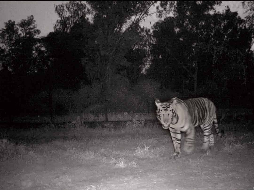 Centre clears Rajasthan’s proposal to alter Sariska Tiger Reserve’s boundary