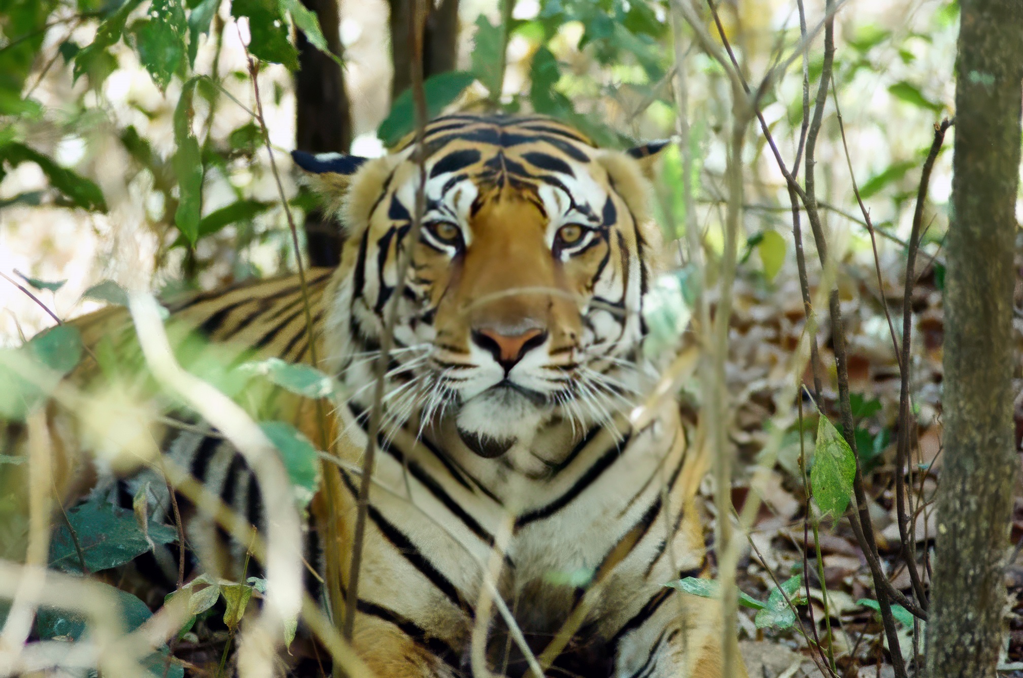 Mobile towers to come up in MP  tiger reserve to combat Naxals