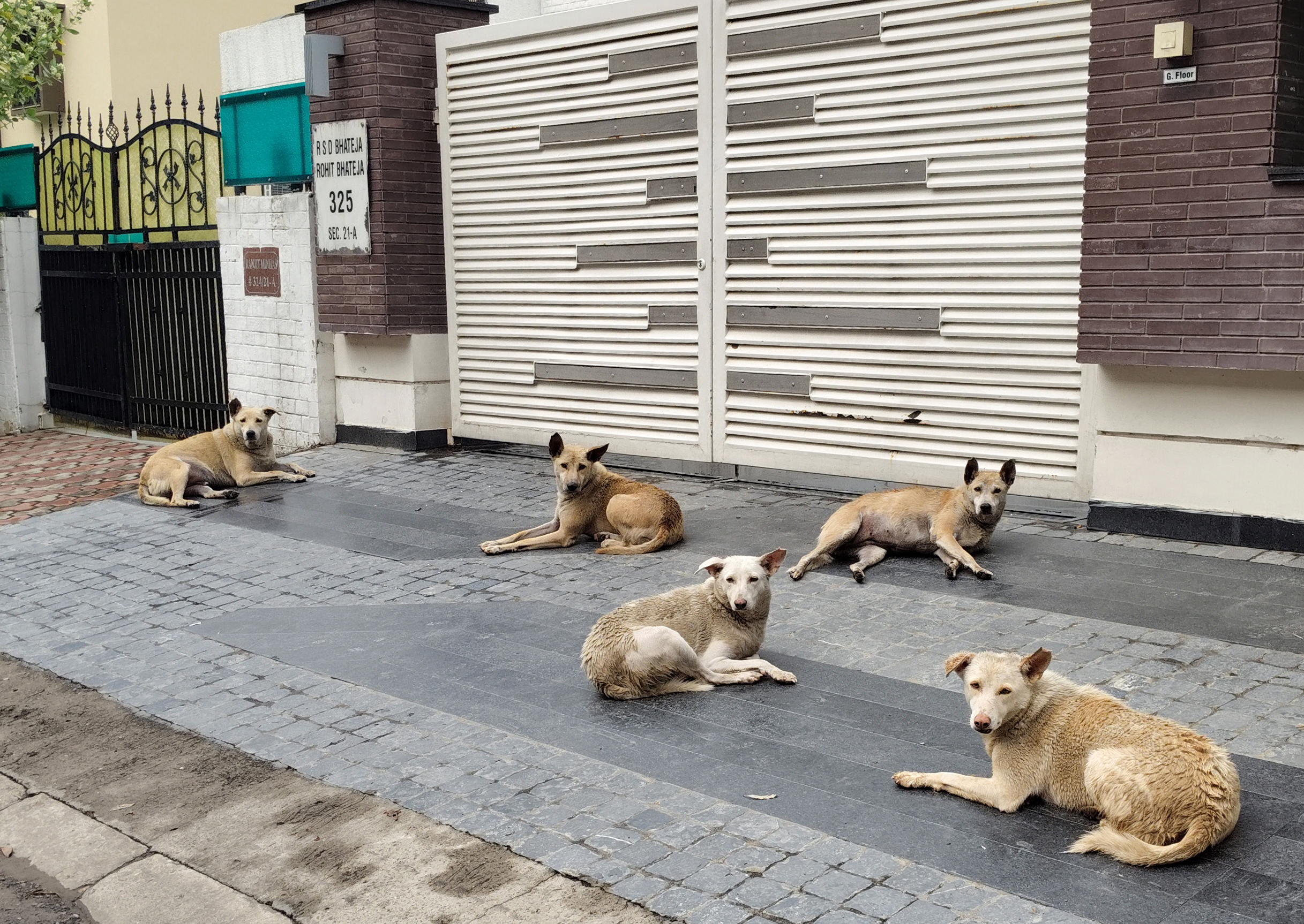 Top Court Steps In: Delhi Child's Rabies Death Spurs Nationwide Stray Dog Crisis