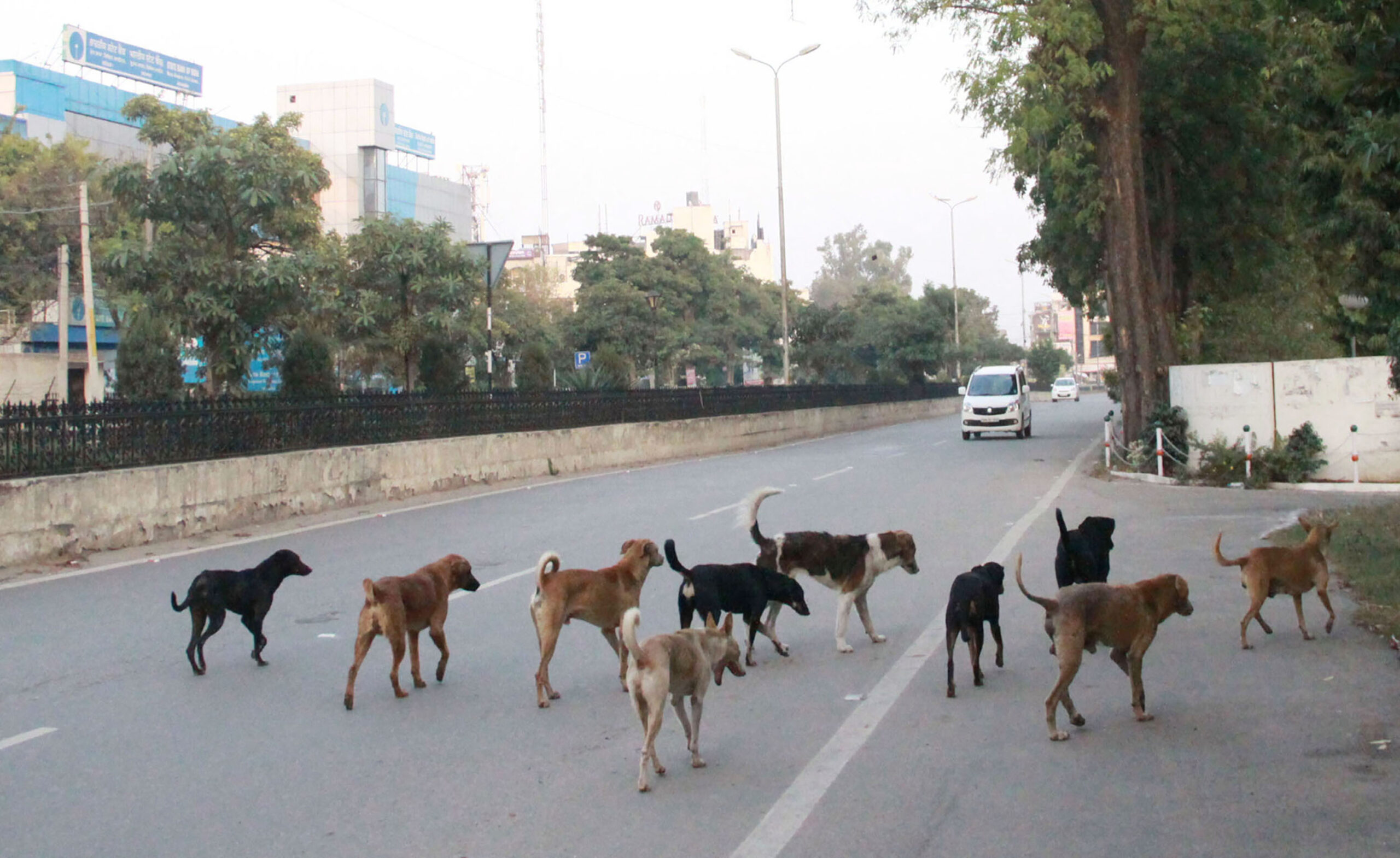 Ambala Boy, 7, Mauled by Stray Dogs; Needs Urgent Surgery