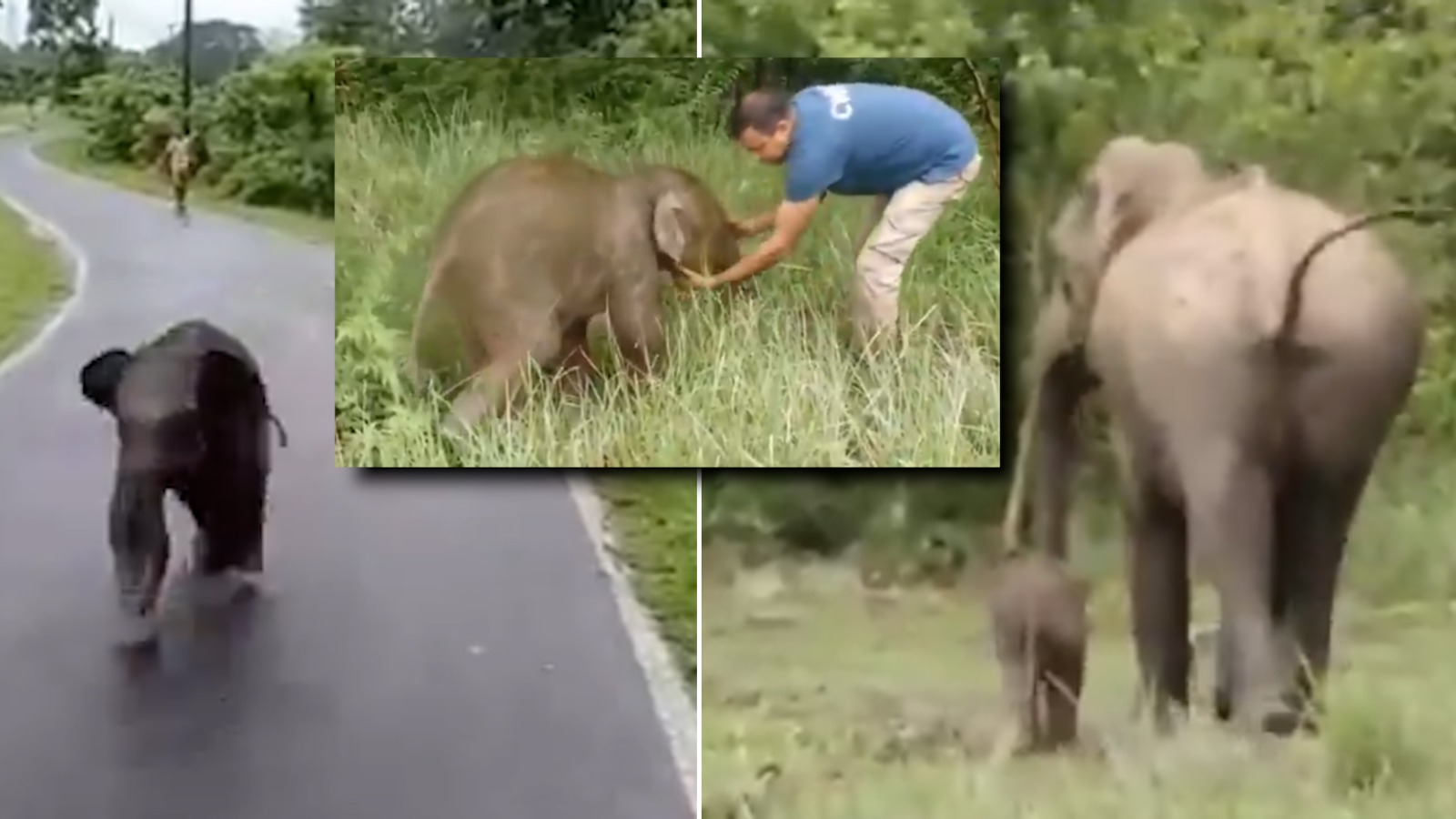 Kaziranga Joy: Lost Calf Reunited with Mother, Dung Diplomacy Wins the Day!
