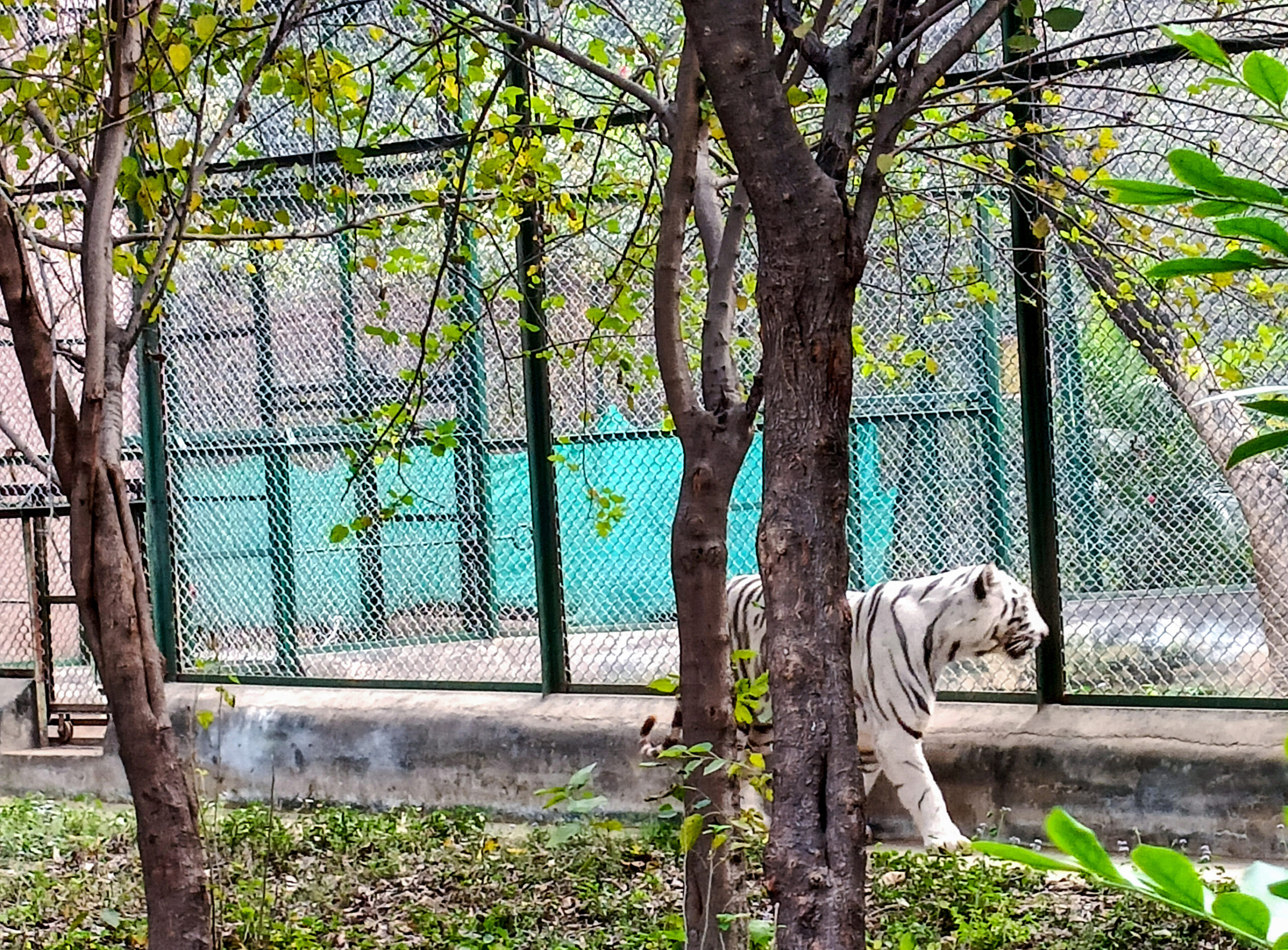 Bird Flu Scare Ends: Gorakhpur, Kanpur Zoos Reopen