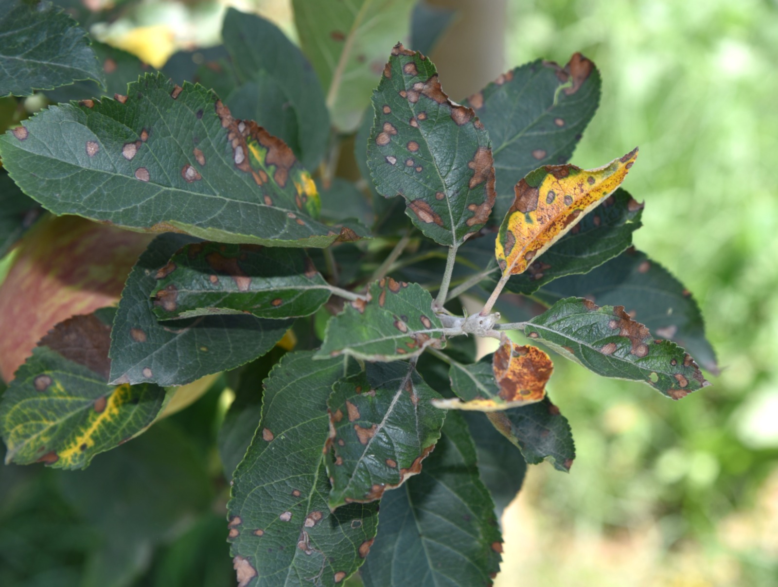Heavy rain leads to fungal infection in apple plants