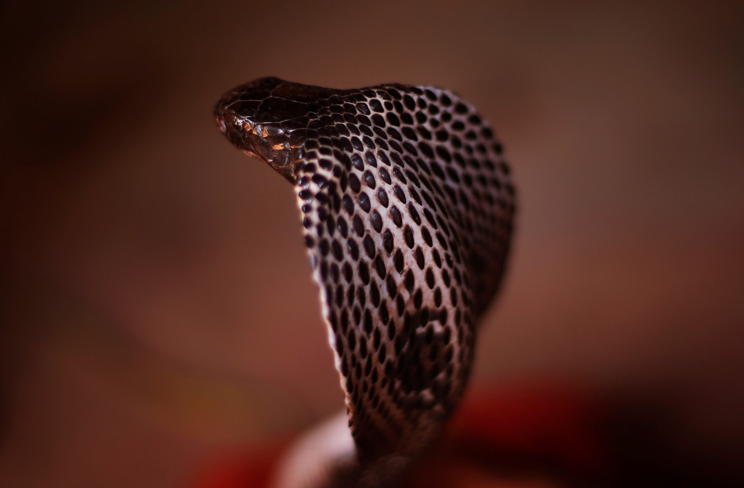 Cobra rescued from JNU canteen