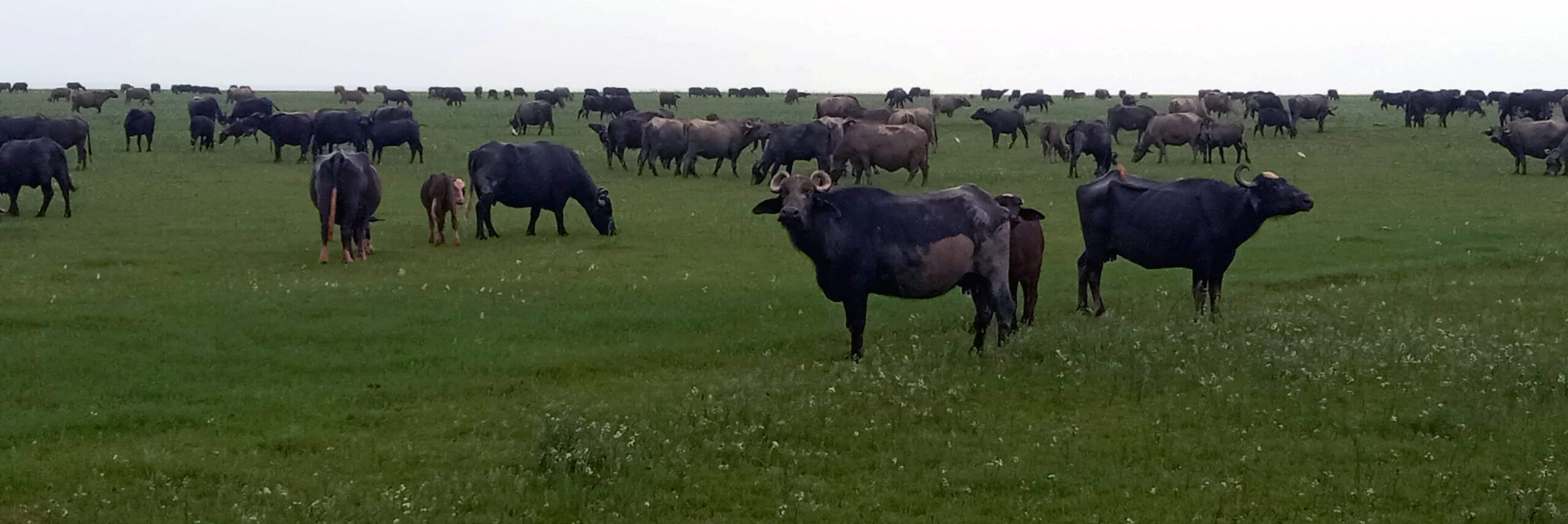 Pong Sanctuary Under Siege: Illegal Grazing Threatens Ecosystem