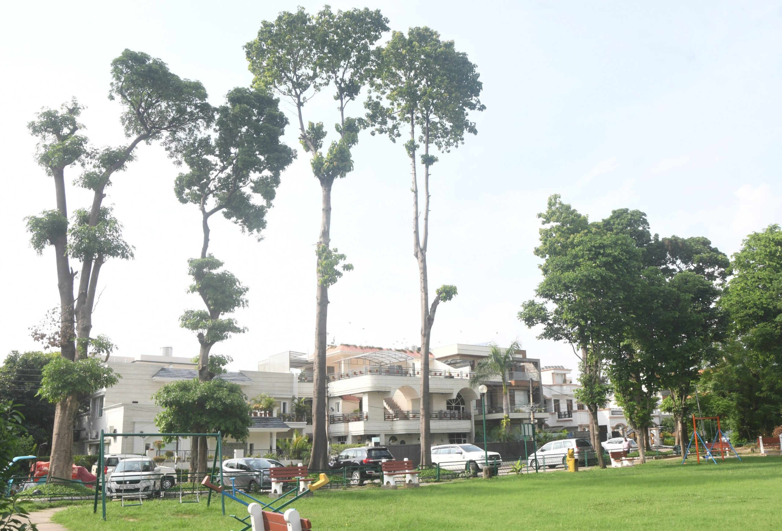 75-Foot Menace: Phase-3B1 Residents Fight for Survival Against Unheeded Tree Danger