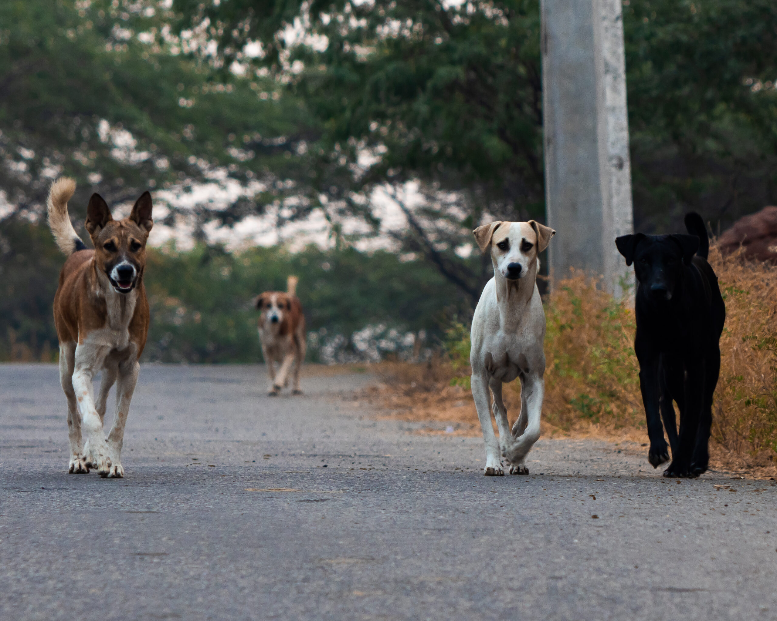 Infant's Tragic Demise: Stray Dogs Suspected in Hatabazar Horror
