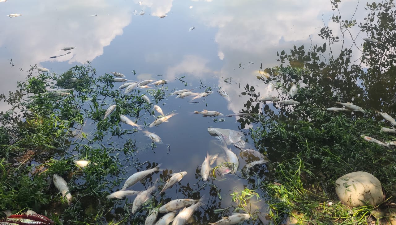 Mystery Fish Kill in Punjab Village Sparks Health Scare