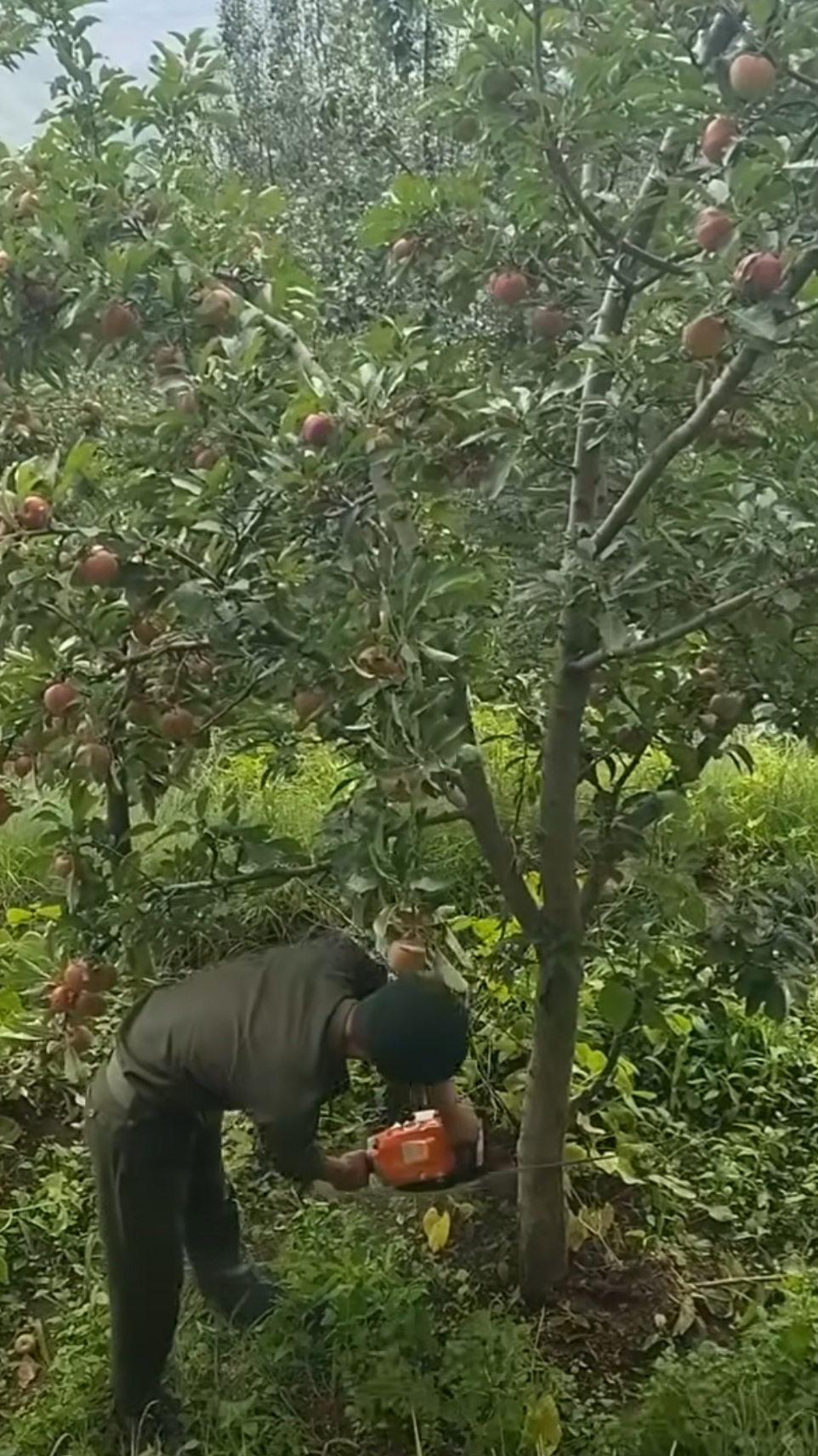 Shimla Crackdown: Apple Orchard Purge Sparks Arms Ban