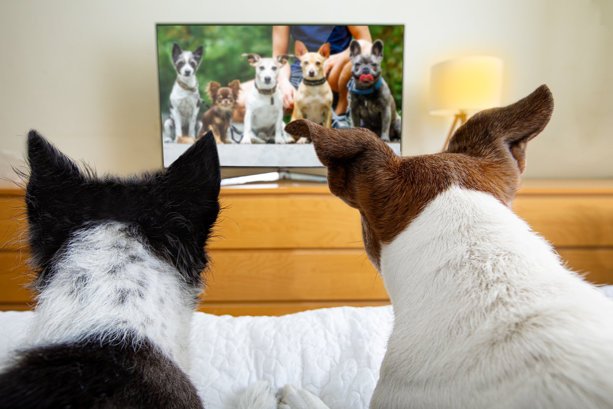 Tail-Wagging Truths: TV Reveals Canine Personalities