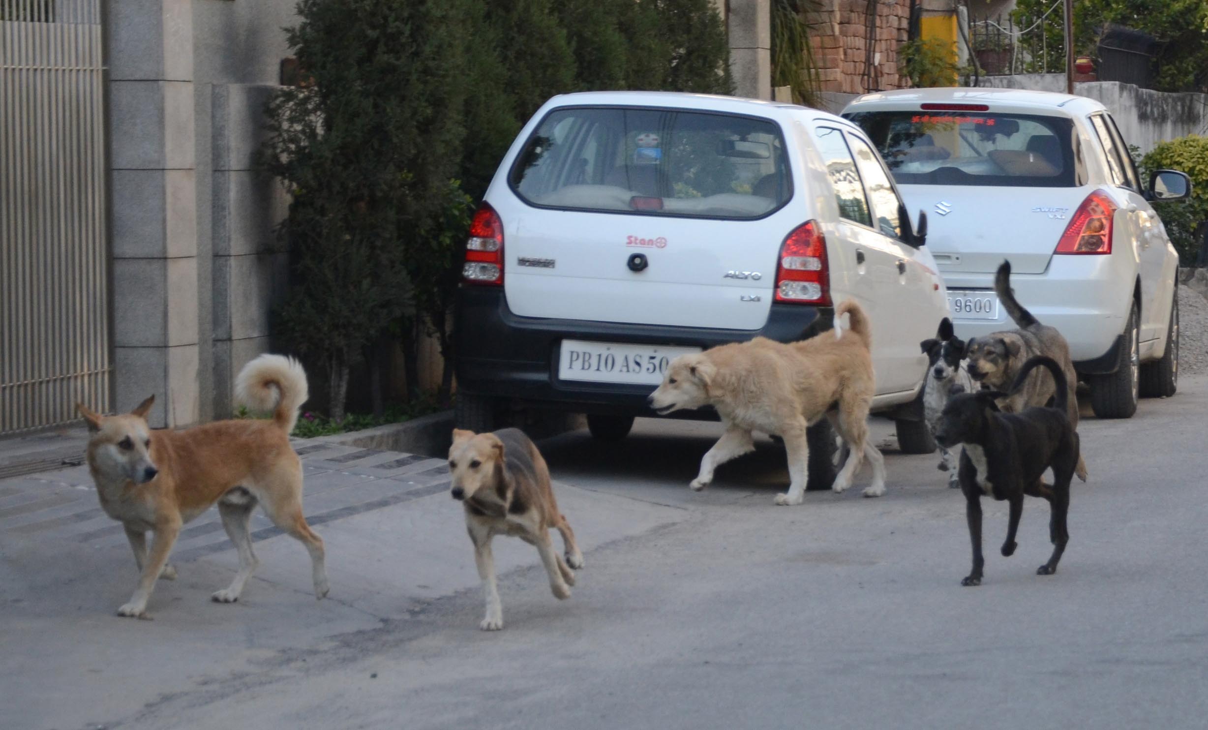 In 7 months, 7K dog bite cases reported in Ludhiana