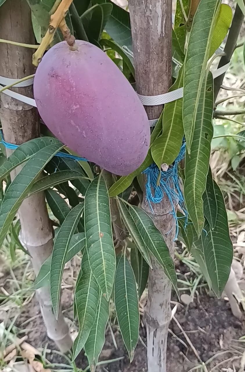 Himachal Farmer's 'Gold' Mangoes: A Risky Gamble on Exotic Fruit