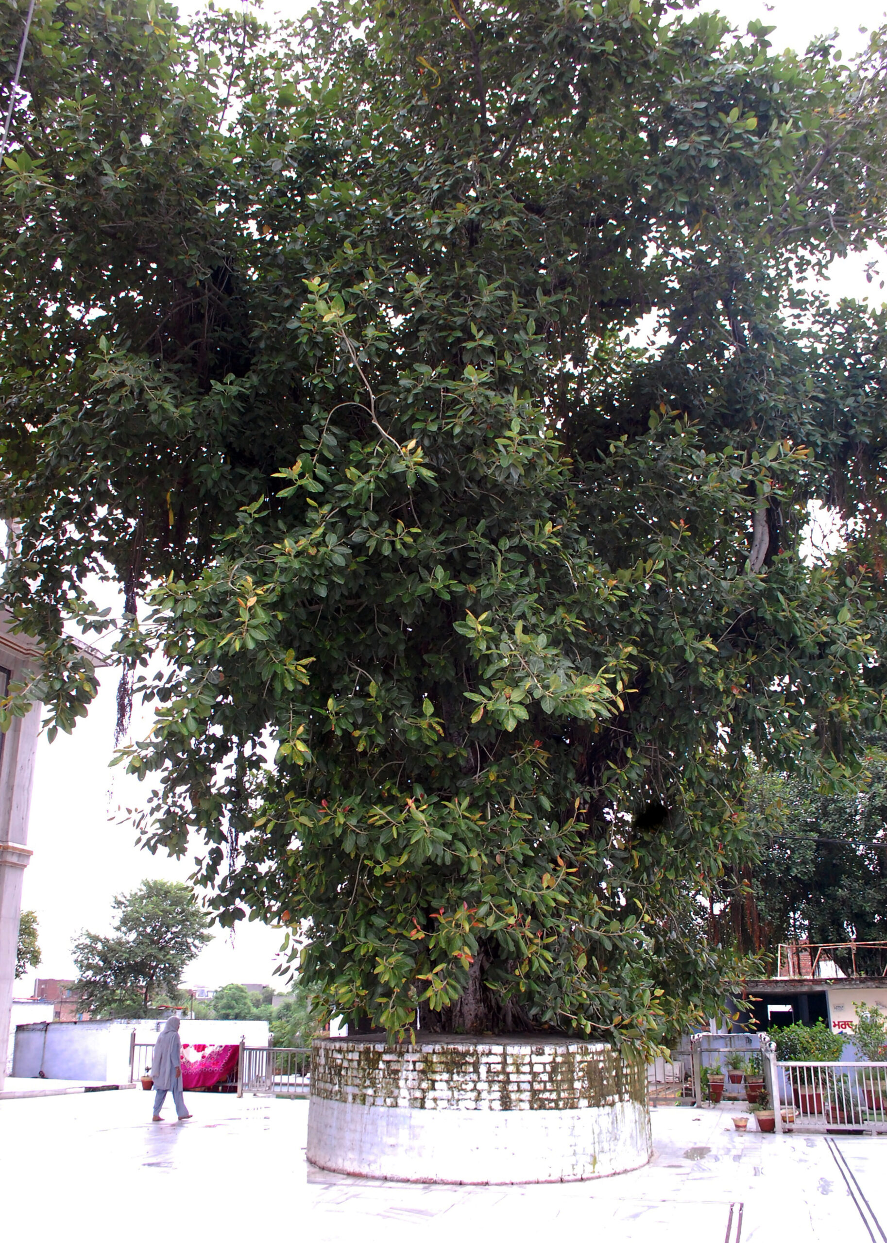 Amritsar's Bohri Sahib: A Legacy Woven in Faith and Hola Mohalla