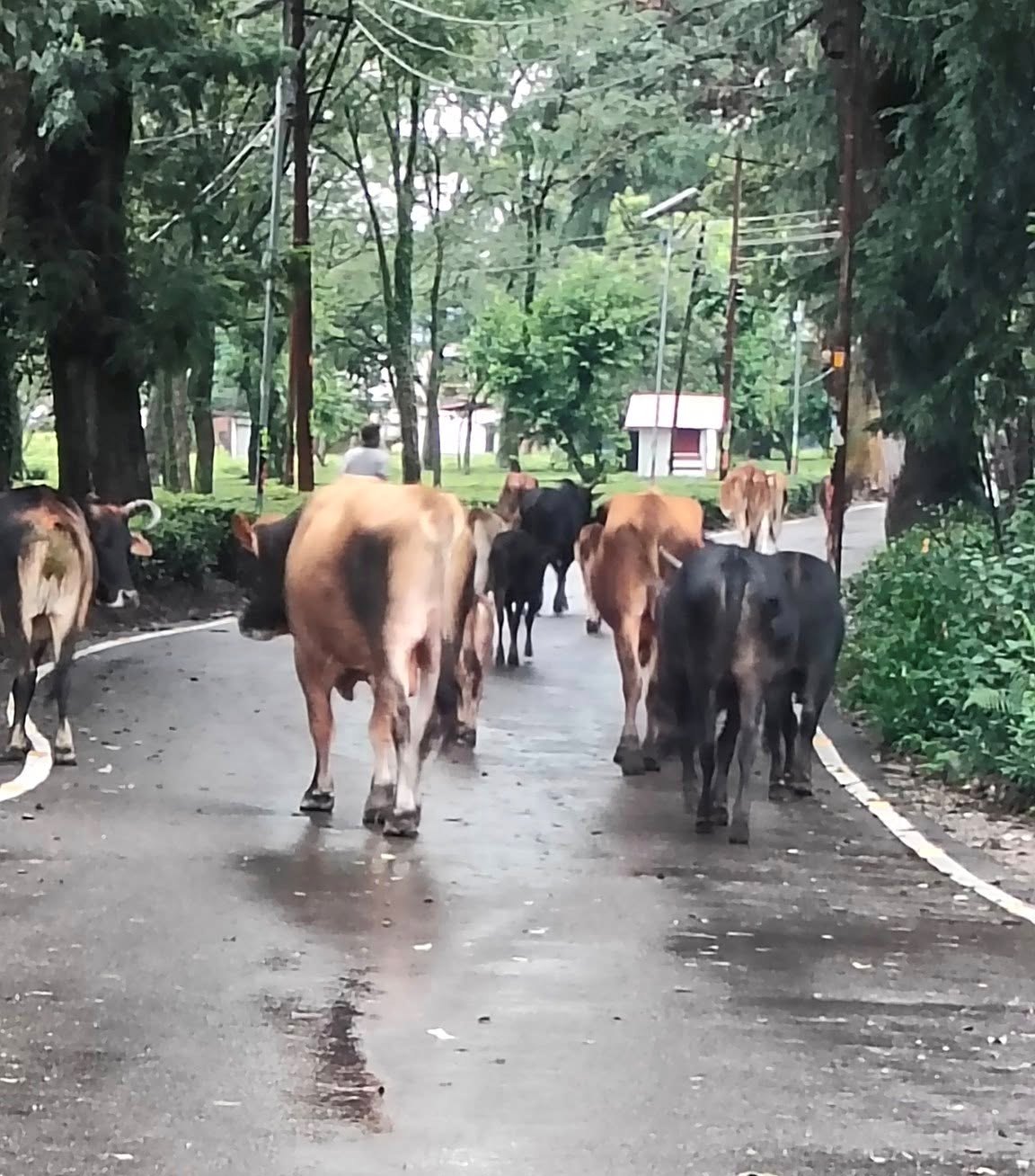 Palampur's Cow Cess Fails: Stray Cattle Menace Claims Lives