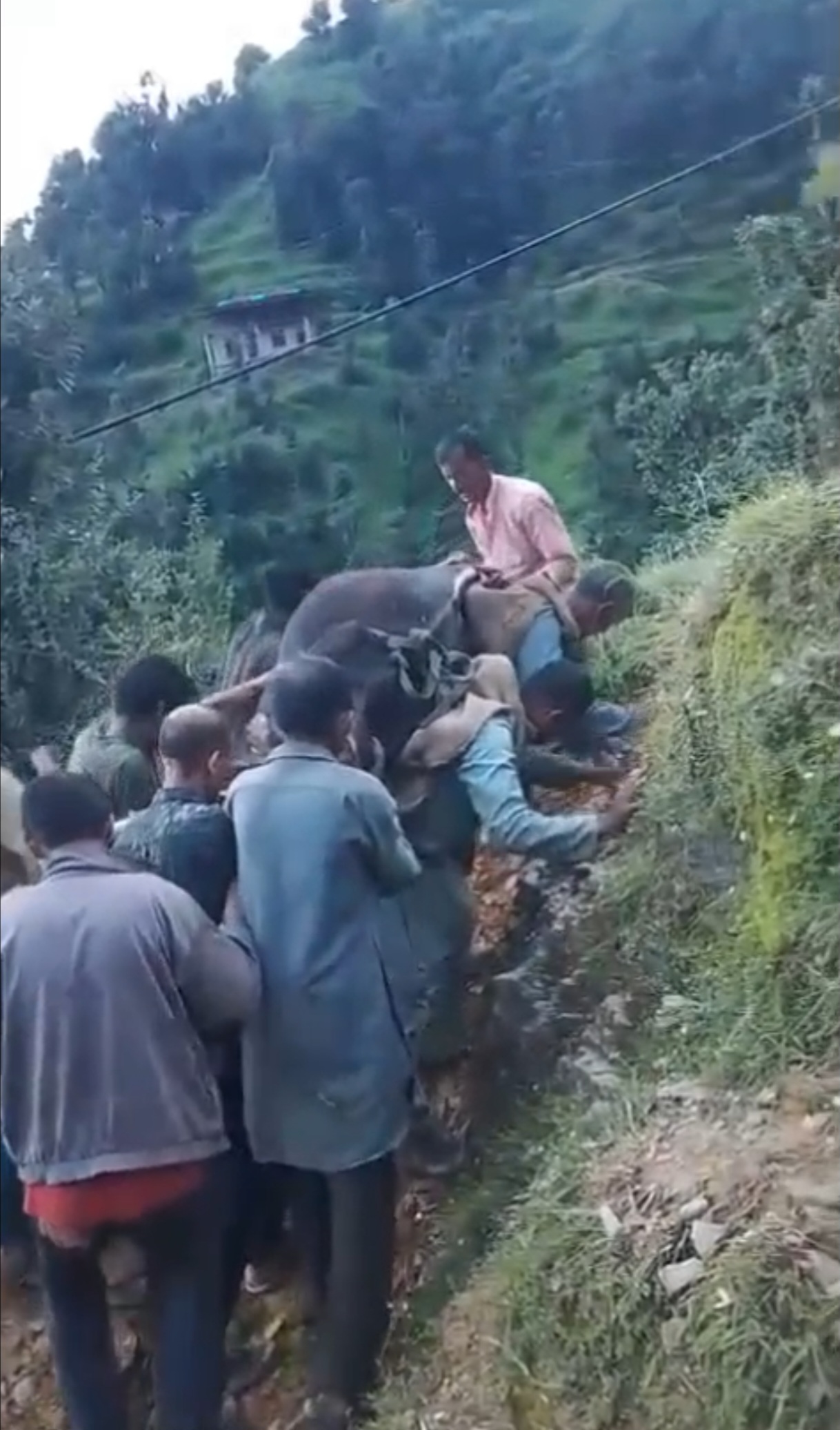 Himalayan Devotion: Villagers Trek 200kg Cow to Safety