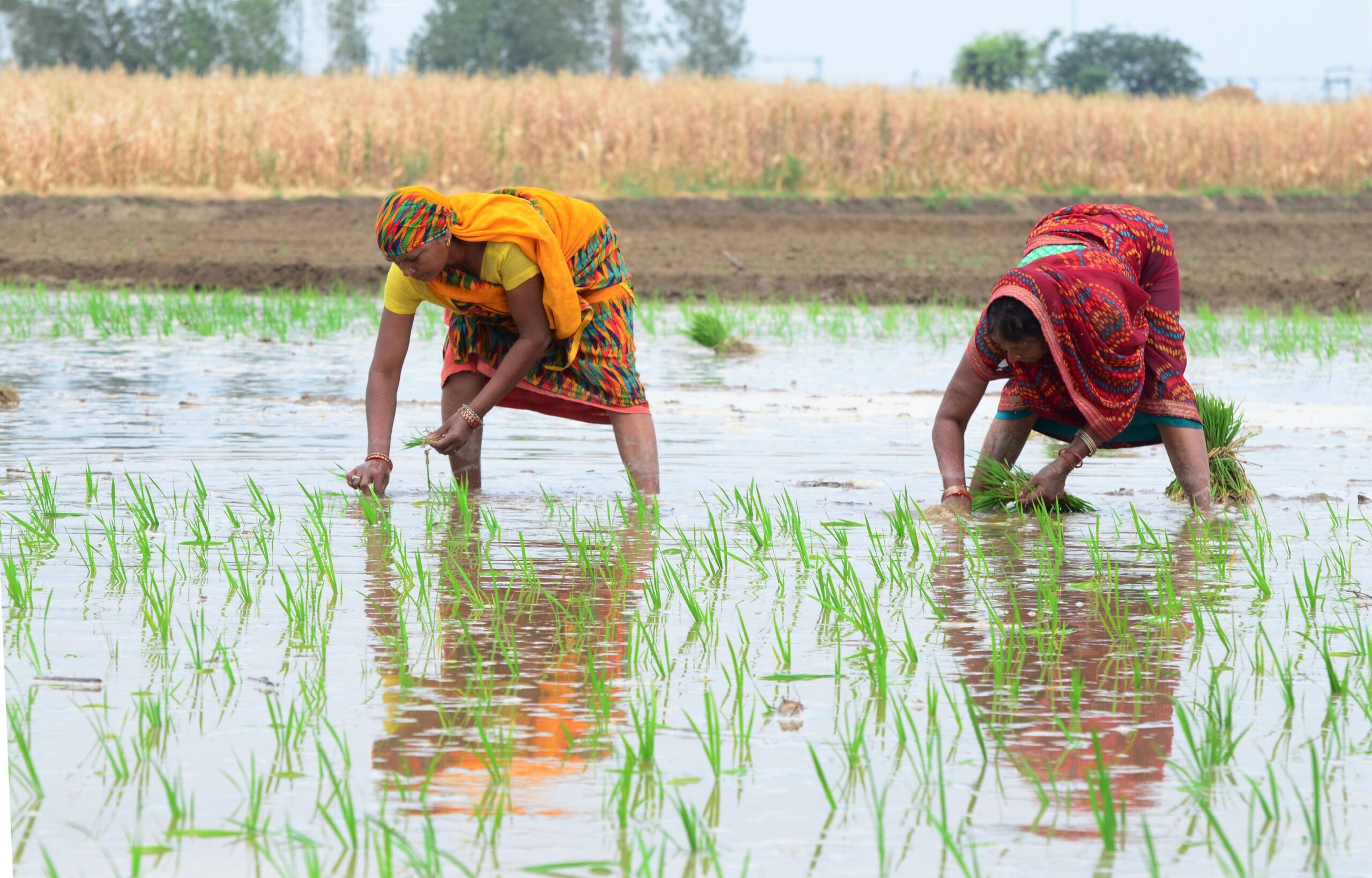 Haryana's Rainfall Paradox: Boon for South, Bane for Paddy Belt