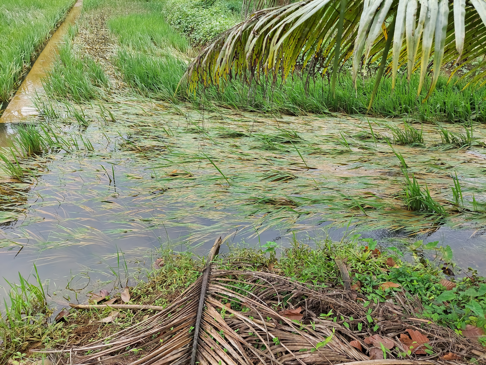 Floods devastate thousands of acres in Kapurthala; farmers demand urgent relief