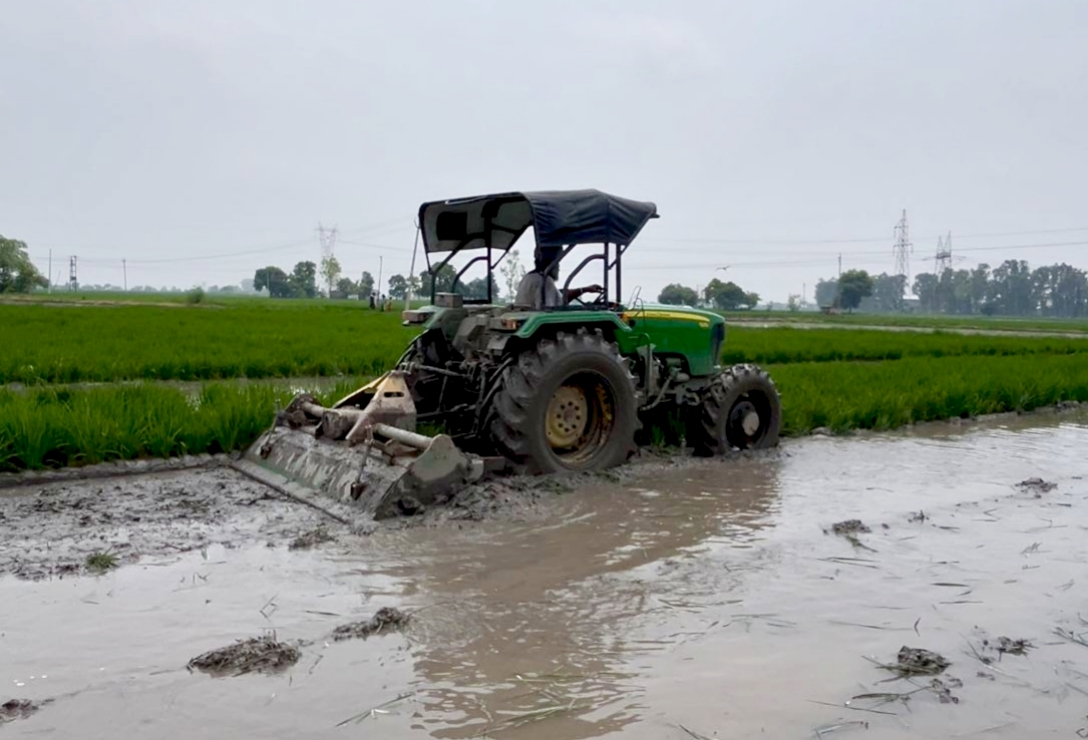 EXPLAINER: Rice black streaked dwarf virus  a concern for paddy farmers