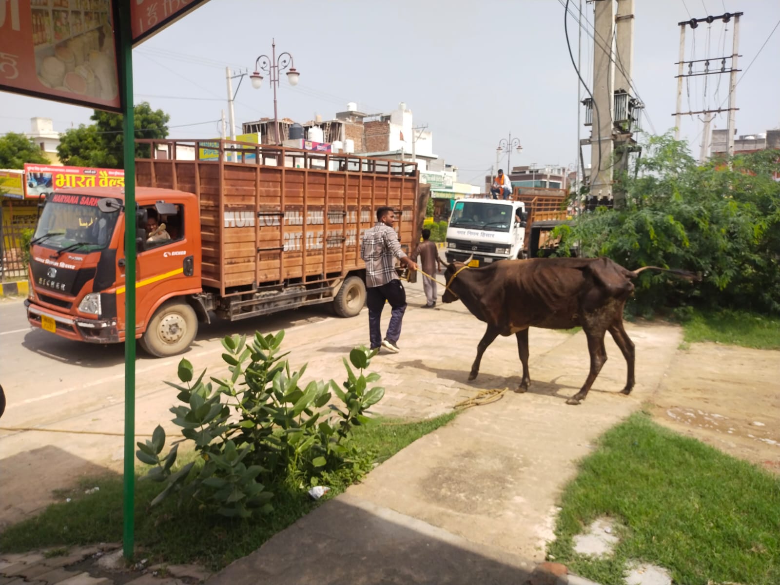 Hisar's Stray Cattle Roundup: 121 Animals Seized in 72 Hours