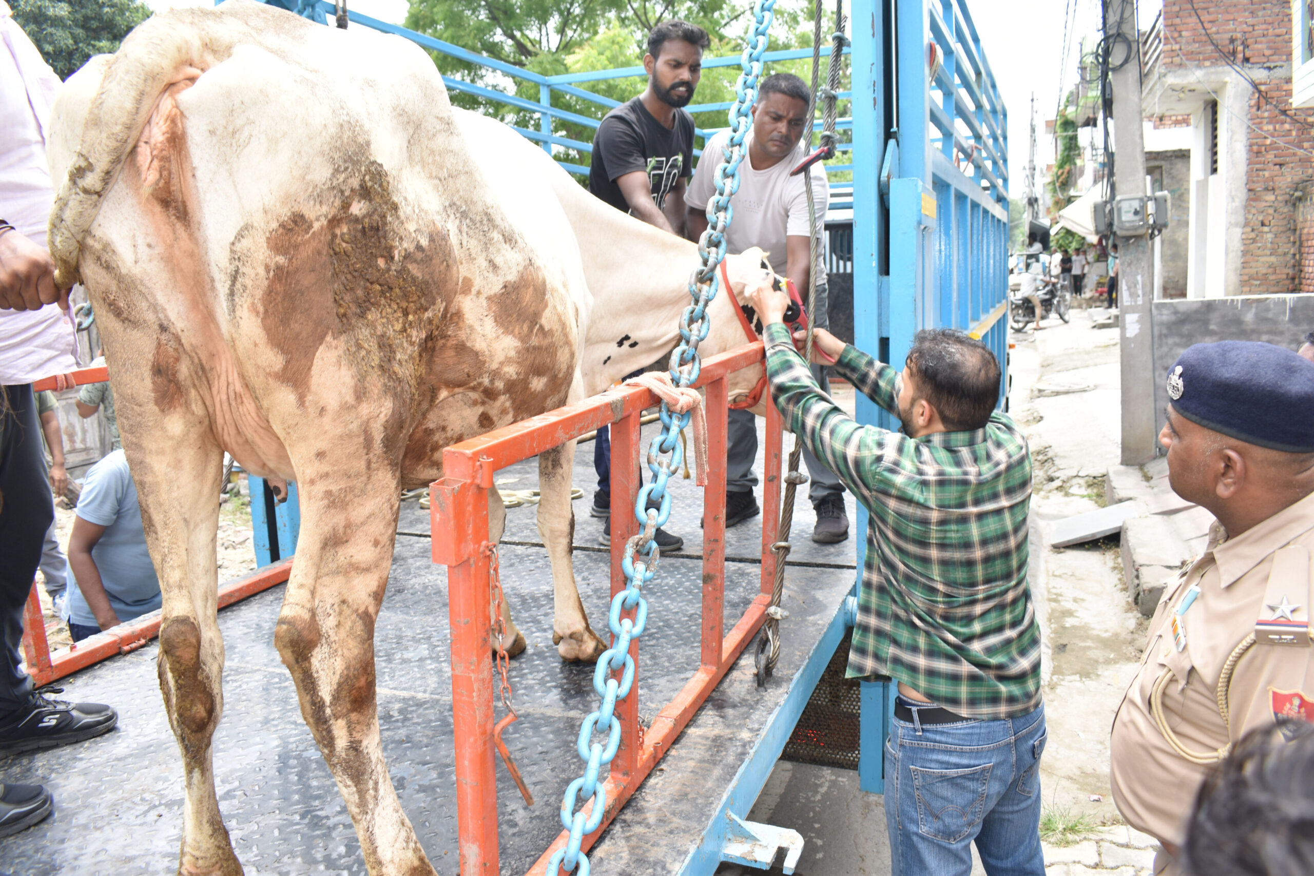 Dairy Crackdown: Karnal Corp Seals Four, Seizes Six Cows