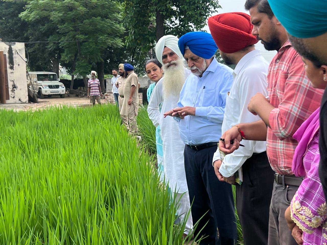 Recurring climate patterns: Paddy dwarfing virus resurfaces in Punjab