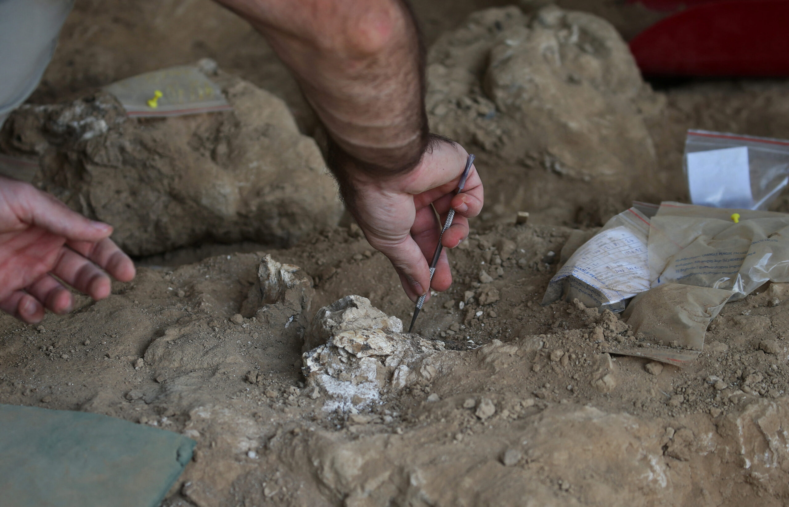 1.8 Million-Year-Old Jawbone Rewrites Human Migration History