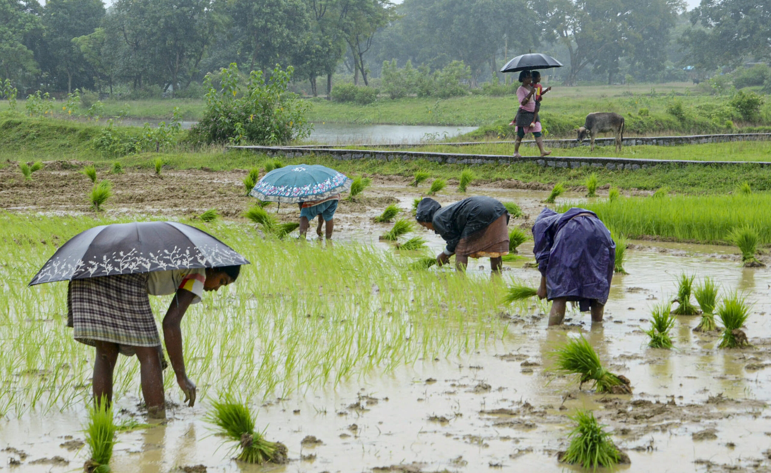 Explainer: Rain deficit in July disappoints, farmers pin hopes on August forecast