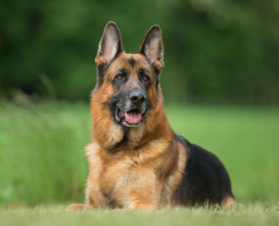 Panchkula's Pet Registration Drive: A Barking Mad Mess?