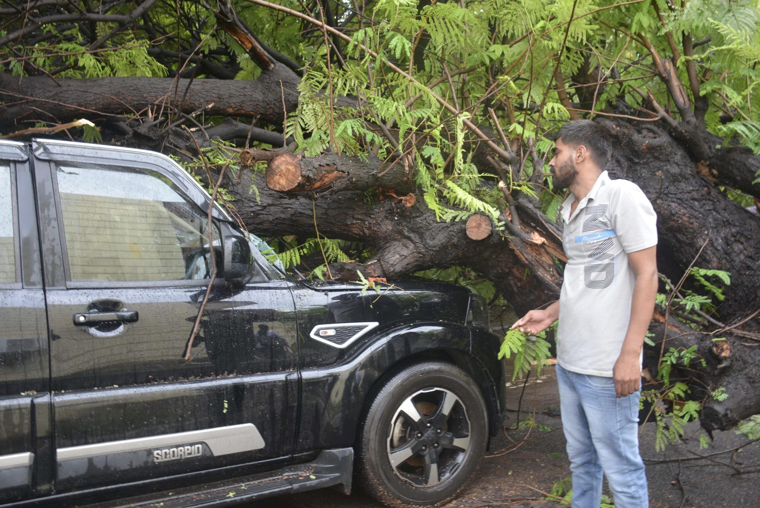 Close shave for schoolkids as tree collapses on SUV in Panchkula