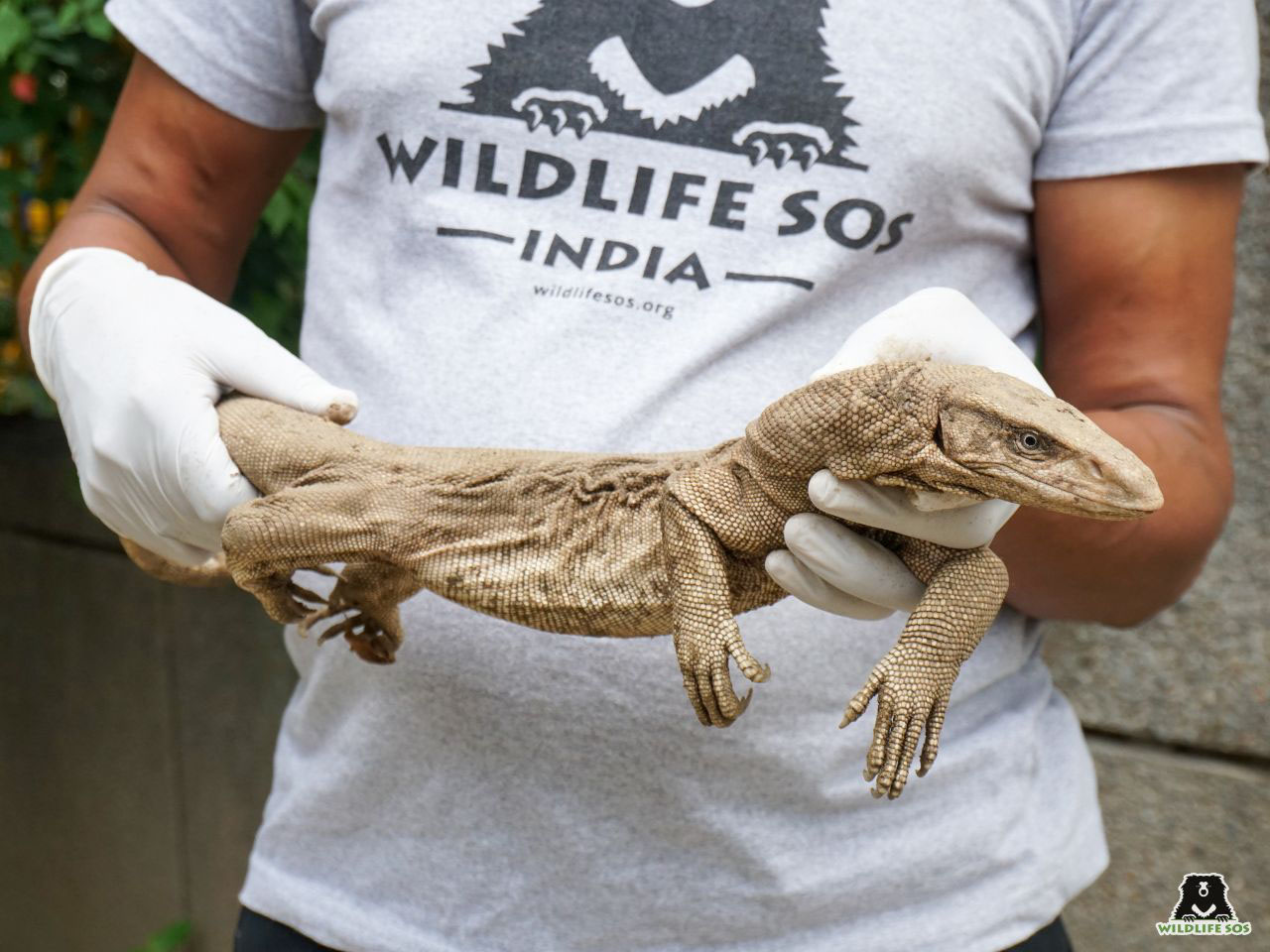 Monsoon Mayhem: Metro Lizard Sparks Wildlife SOS Surge