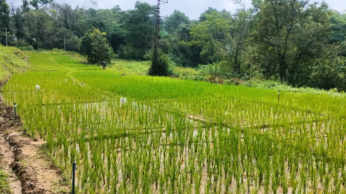 Natural Farming Boost: Himachal's Rice Fields Get a Research Shot in the Arm