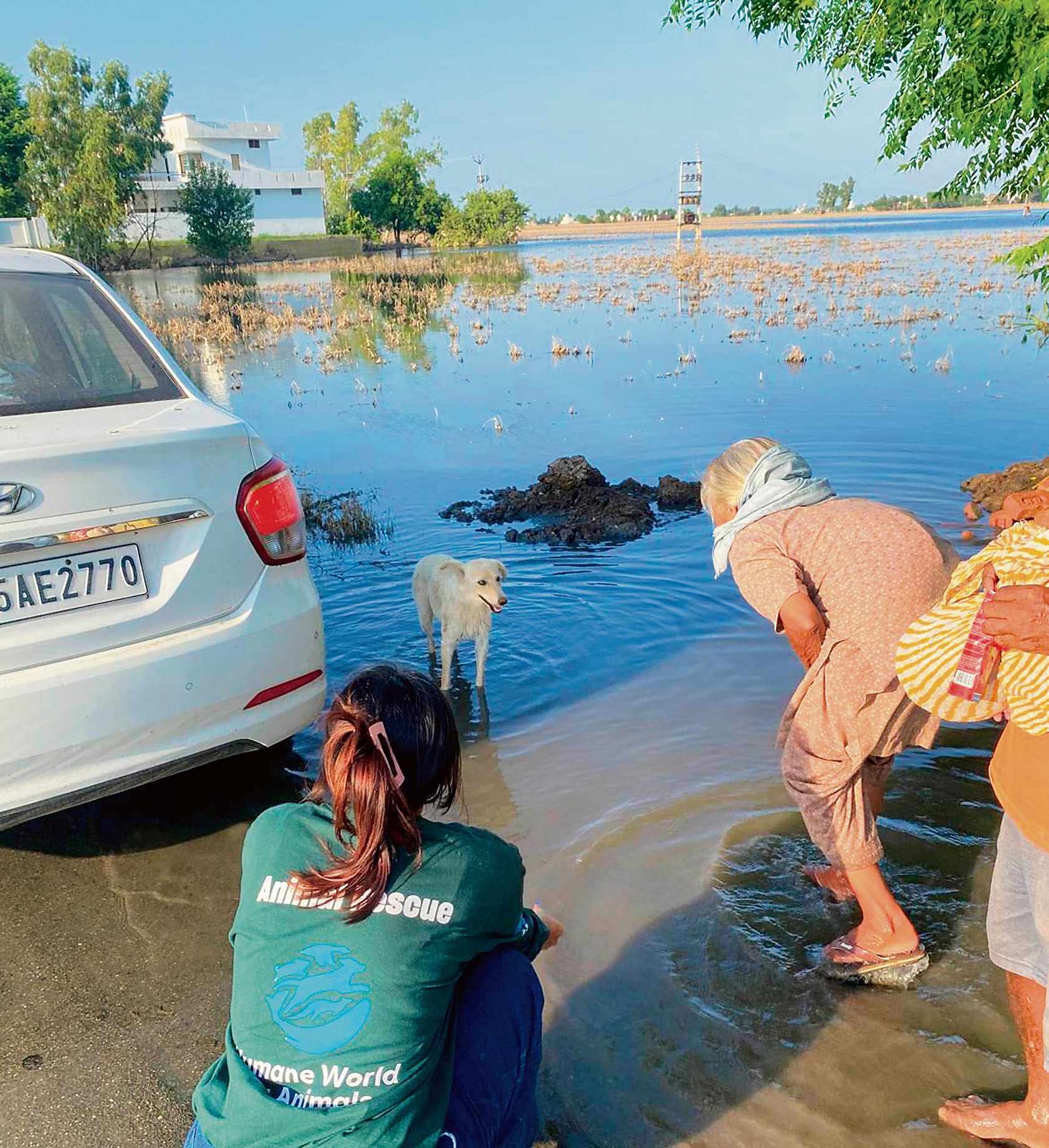 Punjab’s flood-hit animals get humane touch