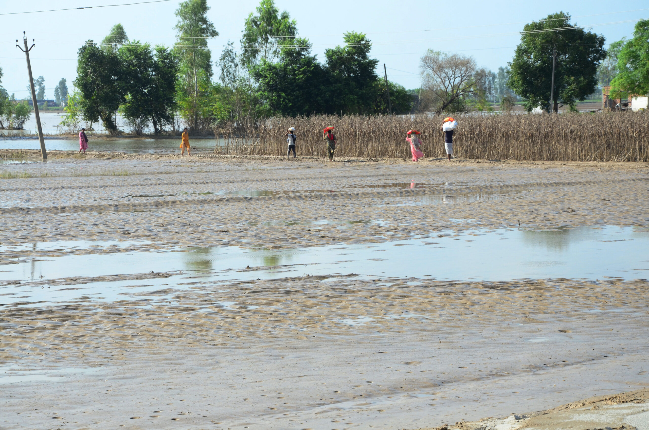 Farmer's Suicide Bid: Flood's Bitter Harvest in Punjab